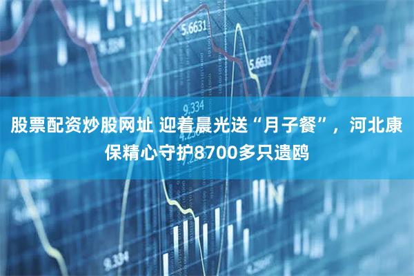股票配资炒股网址 迎着晨光送“月子餐”，河北康保精心守护8700多只遗鸥